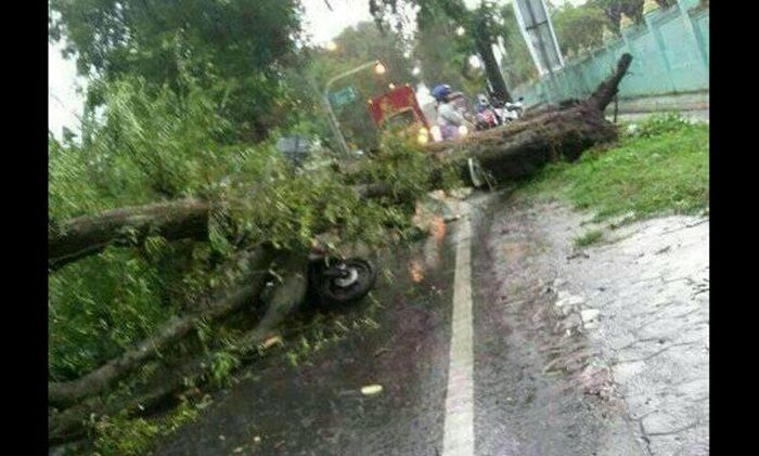 Hujan Deras Disertai Angin, Dua Pengendara Scoopy di Mojokerto Tertimpa Pohon