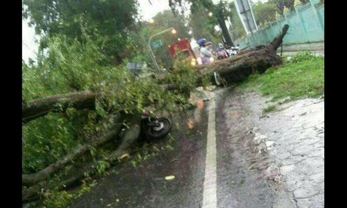 ​Hujan Deras Disertai Angin, Dua Pengendara Scoopy di Mojokerto Tertimpa Pohon