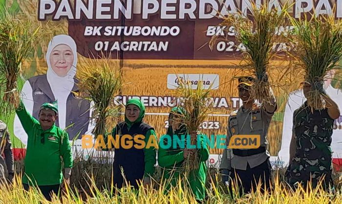 Panen Perdana Padi BK 01-02, Gubernur Khofifah: Ikhtiar Bupati Situbondo Sejahterakan Masyarakat Panen Perdana Padi BK 01-02, Gubernur Khofifah: Ikhtiar Bupati Situbondo Sejahterakan Masyarakat