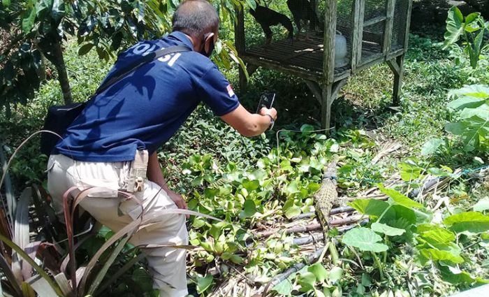 ​Warga Gandusari Blitar Temukan Anak Aligator di Aliran Sungai