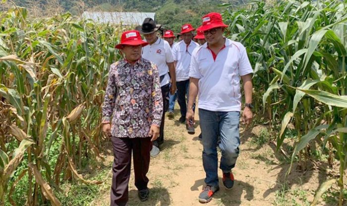 Dirut Petrokimia Sapa Petani Jagung di Sumatera Barat Dirut Petrokimia Sapa Petani Jagung di Sumatera Barat