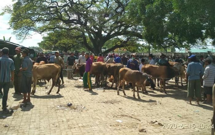 Momen Baik, Harga Sapi di Kerek Tuban Melambung Momen Baik, Harga Sapi di Kerek Tuban Melambung