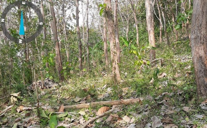 Heboh Kabar Kemunculan Harimau di Kawasan Hutan Tulungagung Selatan, ini Langkah BKSDA