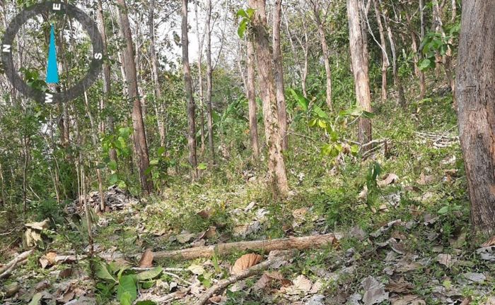 Heboh Kabar Kemunculan Harimau di Kawasan Hutan Tulungagung Selatan, ini Langkah BKSDA Heboh Kabar Kemunculan Harimau di Kawasan Hutan Tulungagung Selatan, ini Langkah BKSDA