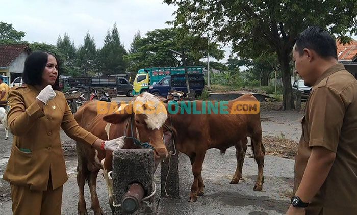 Kasus PMK Melandai, Pemkab Gresik Didesak untuk Segera Membuka Pasar Hewan Kasus PMK Melandai, Pemkab Gresik Didesak untuk Segera Membuka Pasar Hewan