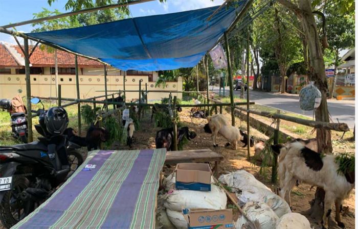 Jelang Iduladha 2024, Penjual Hewan Kurban di Sumenep Rasakan Hal ini Jelang Iduladha 2024, Penjual Hewan Kurban di Sumenep Rasakan Hal ini