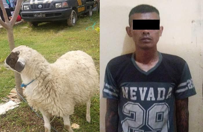 Curi Kambing di Bojonegoro, Warga Magetan Curi Kambing di Bojonegoro, Warga Magetan