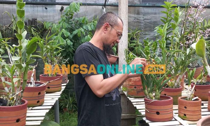 Pembibitan Anggrek Berlahan Kecil di Kota Batu ini Beromzet Jutaan Rupiah Pembibitan Anggrek Berlahan Kecil di Kota Batu ini Beromzet Jutaan Rupiah
