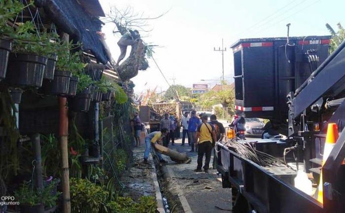 Laksanakan Instruksi Wali Kota, Dinas PUPR Mulai Eksekusi Pohon Rawan Tumbang