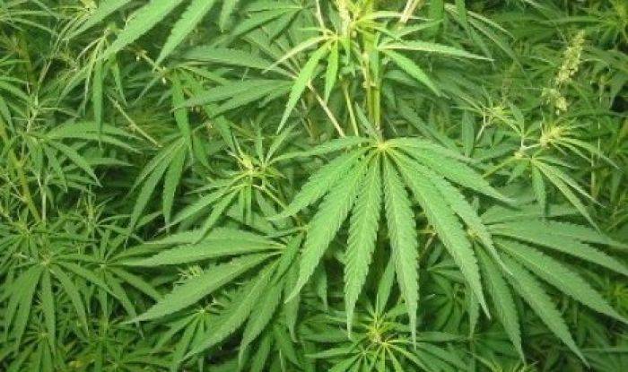 Kebun Ganja Ditemukan di Tengah Kota Lumajang Kebun Ganja Ditemukan di Tengah Kota Lumajang