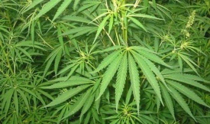 Kebun Ganja Ditemukan di Tengah Kota Lumajang