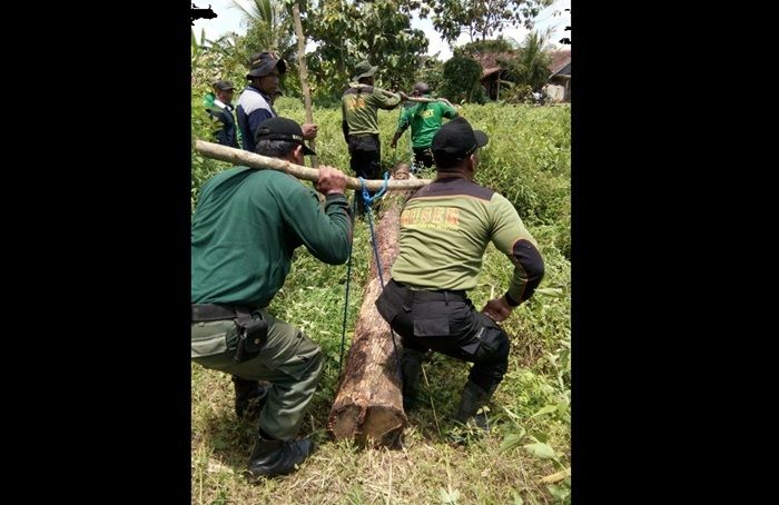 Operasi Gabungan, Polhutmob Perhutani Jatirogo Tuban Amankan 4 Batang Kayu Jati Operasi Gabungan, Polhutmob Perhutani Jatirogo Tuban Amankan 4 Batang Kayu Jati