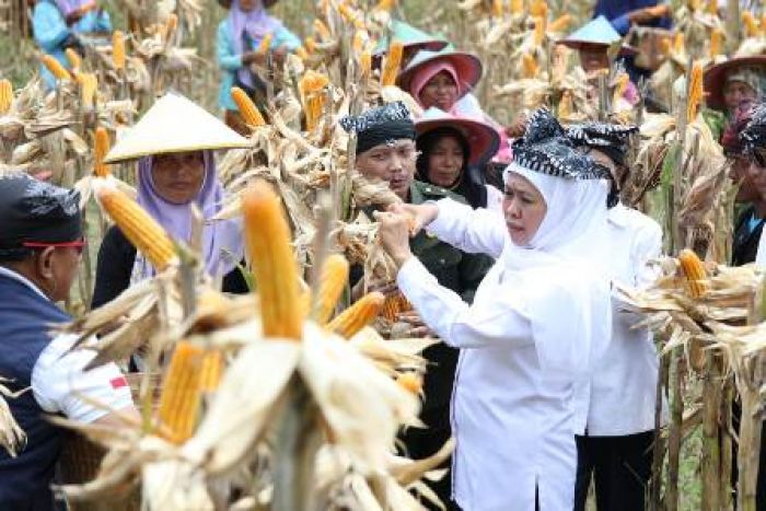 Penen Bareng Masyarakat Samin, Khofifah: Potensi Surplus Jagung Hingga April 1,6 Juta Ton Penen Bareng Masyarakat Samin, Khofifah: Potensi Surplus Jagung Hingga April 1,6 Juta Ton
