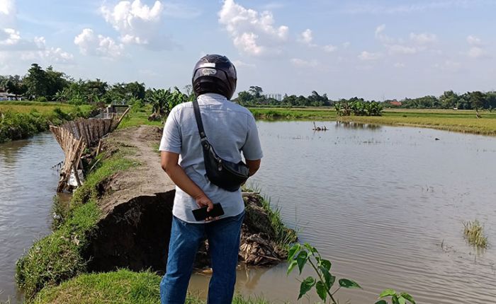 Tanggul Sungai Kalasan Jebol, Puluhan Hektare Tanaman Padi di Kediri Terancam Gagal Panen Tanggul Sungai Kalasan Jebol, Puluhan Hektare Tanaman Padi di Kediri Terancam Gagal Panen