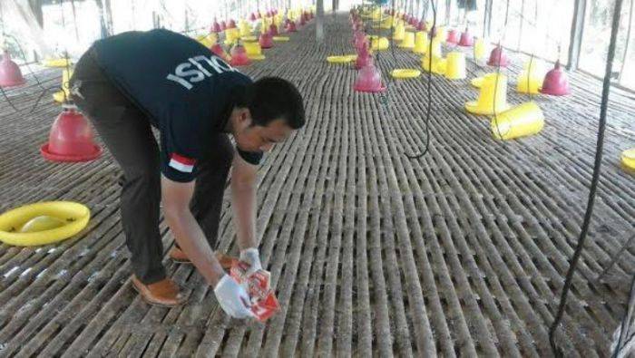 Perampok di Jember ‘Jamaah’ Sikat Ribuan Ayam