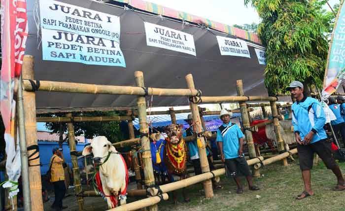 Pemprov Jatim Berencana Beri Subsidi Kepada Peternak Pemprov Jatim Berencana Beri Subsidi Kepada Peternak