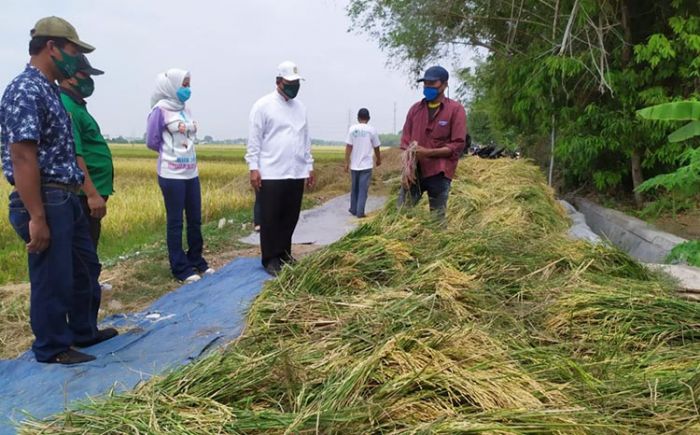 Kembangkan Pertanian, BHS-Taufiq Siap Jadikan Sidoarjo Lumbung Padi Kembangkan Pertanian, BHS-Taufiq Siap Jadikan Sidoarjo Lumbung Padi