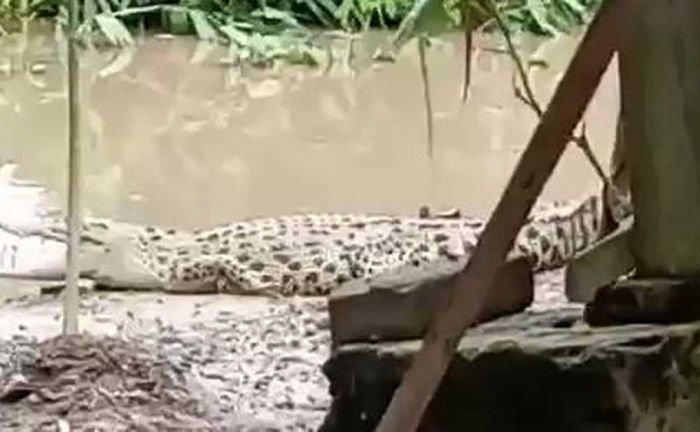 Kemunculan Buaya di Desa Kebonagung Bojonegoro Terekam Video Kemunculan Buaya di Desa Kebonagung Bojonegoro Terekam Video