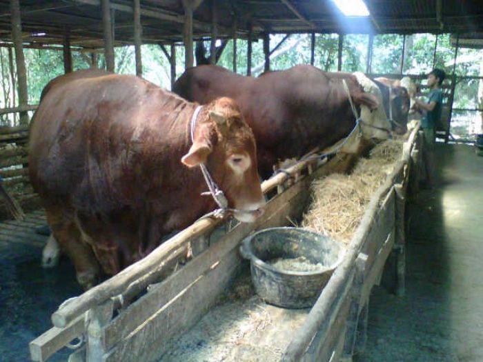 Asal Bojonegoro, Sapi Kurban Pakde Karwo Rp 80 Juta