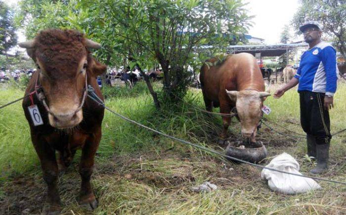 Manfaatkan Hari Tua, Pensiunan Polisi di Sidoarjo Jadi Peternak Sapi Manfaatkan Hari Tua, Pensiunan Polisi di Sidoarjo Jadi Peternak Sapi
