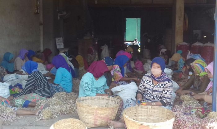 Jelang Puasa, Harga Bawang di Probolinggo Diprediksi Terus Naik Jelang Puasa, Harga Bawang di Probolinggo Diprediksi Terus Naik