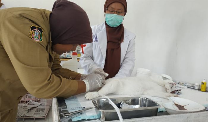 Peringati Hari Rabies, Puluhan Kucing Jantan di Kota Blitar Dikebiri Peringati Hari Rabies, Puluhan Kucing Jantan di Kota Blitar Dikebiri