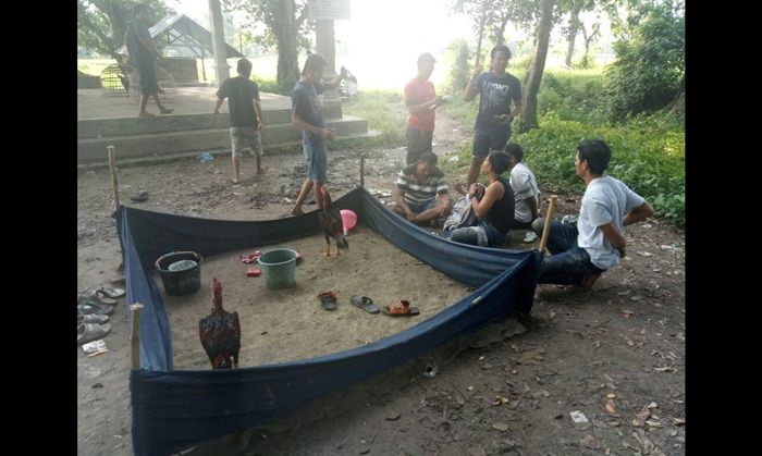 ​Gerebek Judi Sabung Ayam di Jatirogo, 25 Pelaku Kalang Kabut Dikejar Petugas