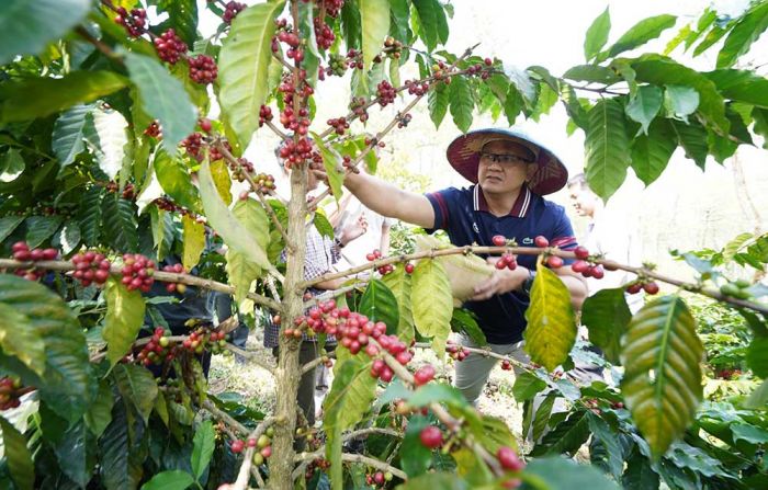 Pj. Wali Kota Batu Panen Perdana Kopi Arabica Asal Desa Bulukerto Pj. Wali Kota Batu Panen Perdana Kopi Arabica Asal Desa Bulukerto