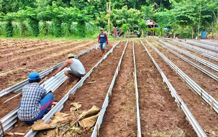 Poktan Kreatif Desa Bringsang Sumenep Sukses Budidayakan Vanili Poktan Kreatif Desa Bringsang Sumenep Sukses Budidayakan Vanili
