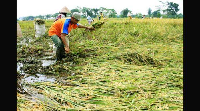 Petani Lamongan Keluhkan Anjloknya Harga Gabah Petani Lamongan Keluhkan Anjloknya Harga Gabah