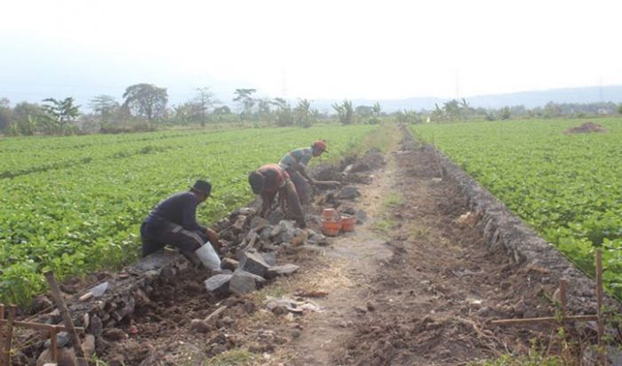 Bantu Petani Angkut Hasil Panen, Pemdes Ngerong Pasuruan Lebarkan Jalan Sawah