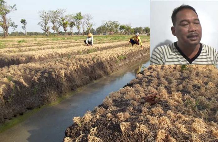 Hama Ulat Bikin Petani Bawang Kelimpungan, DPRD Nganjuk Minta Disperta Cari Solusi Hama Ulat Bikin Petani Bawang Kelimpungan, DPRD Nganjuk Minta Disperta Cari Solusi