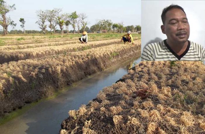 Hama Ulat Bikin Petani Bawang Kelimpungan, DPRD Nganjuk Minta Disperta Cari Solusi