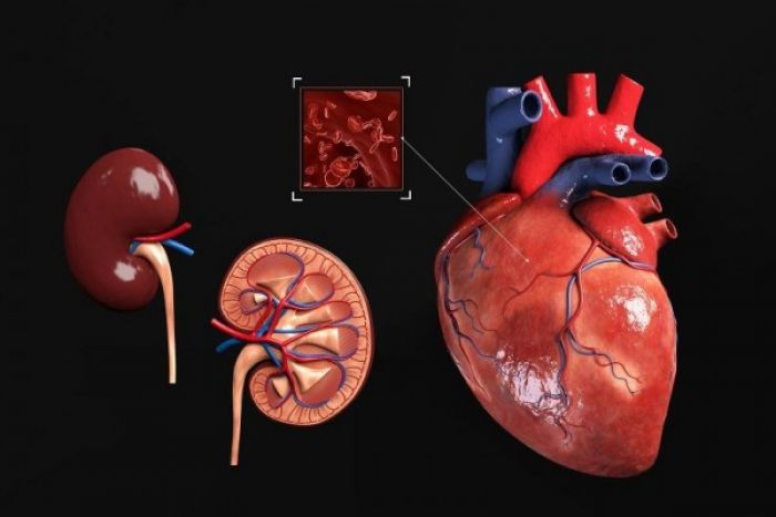 Dua Remaja Tergiur Jual Beli Organ, Berikut Hukum Pidana Larangan Jual Beli Organ Tubuh Manusia