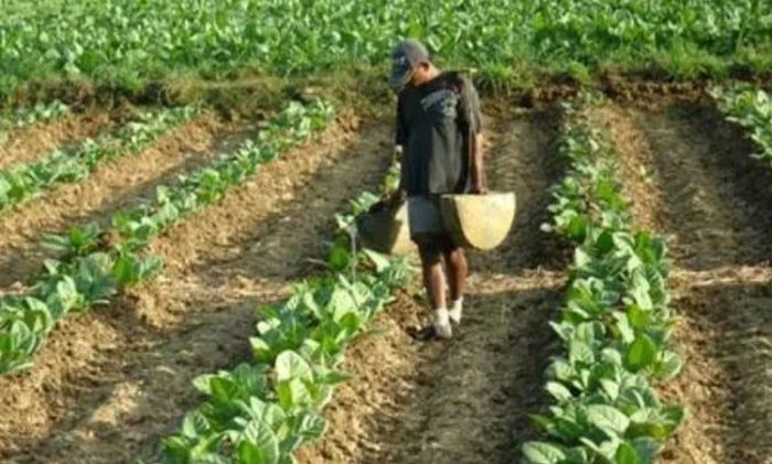 Di Tengah Keraguan Akibat Covid-19, Petani di Sampang Spekulasi Tanam Tembakau Di Tengah Keraguan Akibat Covid-19, Petani di Sampang Spekulasi Tanam Tembakau