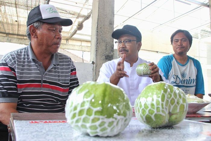 Masuk Kebun Jambu Batu, Gus Ipul Ajak Para Pemuda Bertani Modern