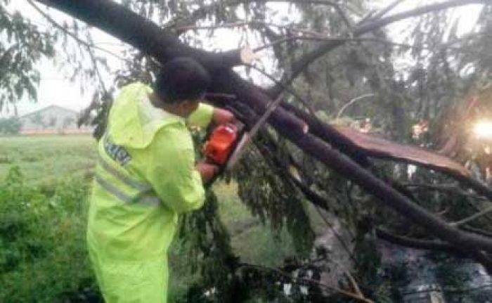 Badai, Puluhan Pohon Tumbang di Ngawi