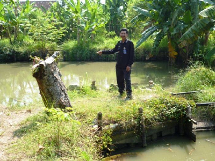 ​Budidaya Ikan Tawar di Sidoarjo Gulung Tikar