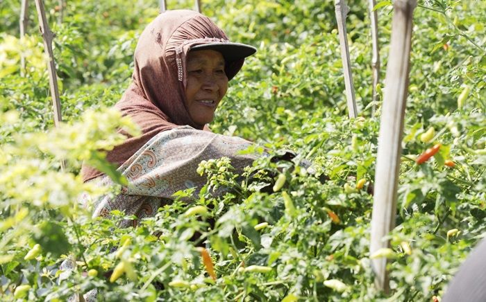 Harga Cabai Anjlok, DKPP Kota Kediri Borong Panenan Cabai Petani dengan Harga di Atas Normal