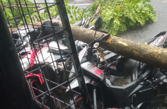 Hujan Deras Disertai Angin Kencang Tumbangkan Beberapa Pohon di Jalan Protokol Kota Kediri Hujan Deras Disertai Angin Kencang Tumbangkan Beberapa Pohon di Jalan Protokol Kota Kediri