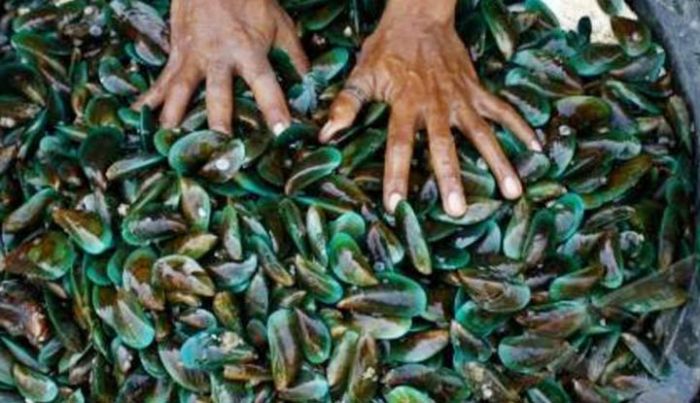 Laut Pacitan Panen Kerang Hijau