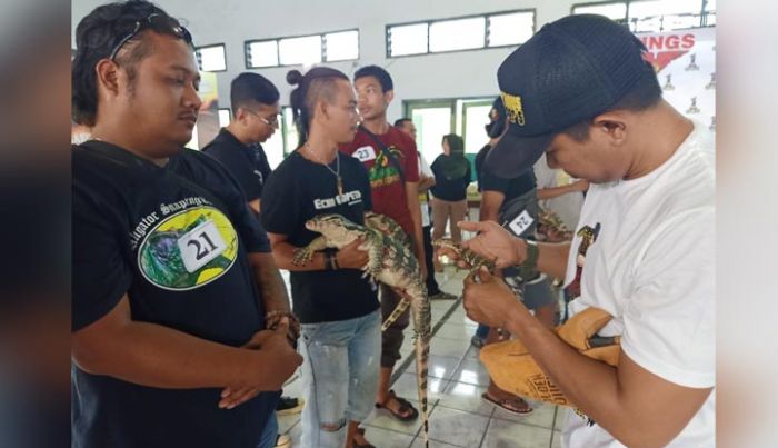 Ratusan Reptil Adu Unik di Gedung Aula Baret Hitam Yonkav 8 Tank