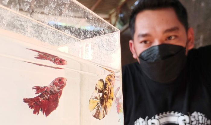 Awalnya Hobi, Kini Bisnis Ikan Cupang Andik Beromzet Rp 80 Juta Awalnya Hobi, Kini Bisnis Ikan Cupang Andik Beromzet Rp 80 Juta