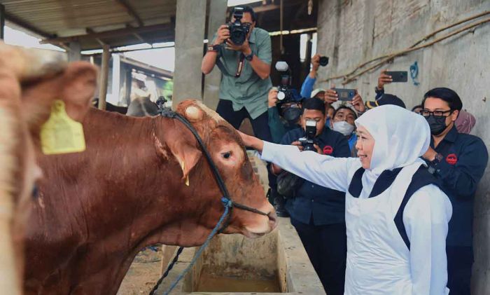 Jelang Idul Adha, Gubernur Khofifah Blusukan ke Kandang Ternak di Lamongan Jelang Idul Adha, Gubernur Khofifah Blusukan ke Kandang Ternak di Lamongan