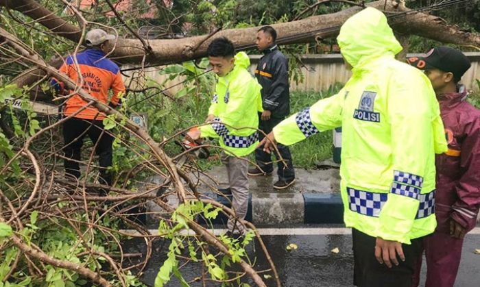 Hujan Deras dan Angin Kencang, Banyak Pohon Tumbang Tutupi Jalan di Pamekasan Hujan Deras dan Angin Kencang, Banyak Pohon Tumbang Tutupi Jalan di Pamekasan