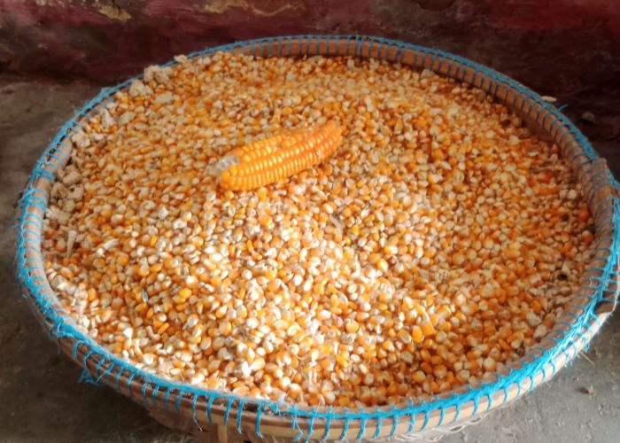 Harga Jagung di Sumenep Anjlok Pascapanen April 2025 Harga Jagung di Sumenep Anjlok Pascapanen April 2025