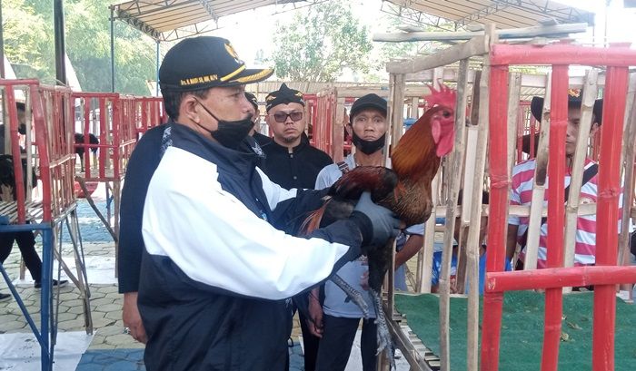 Giatkan Pecinta Ayam Pelung di Kota Madiun, Wali Kota Maidi Buka Kontes Regional Giatkan Pecinta Ayam Pelung di Kota Madiun, Wali Kota Maidi Buka Kontes Regional
