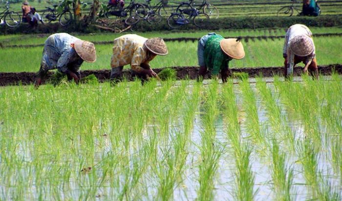 Memasuki Musim Hujan, Para Petani di Mojokerto Mulai Tanam Padi