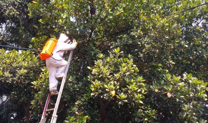 BPBD Jombang Evakuasi Sarang Tawon Ndas di Lingkungan PAUD BPBD Jombang Evakuasi Sarang Tawon Ndas di Lingkungan PAUD