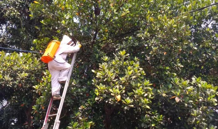 BPBD Jombang Evakuasi Sarang Tawon Ndas di Lingkungan PAUD